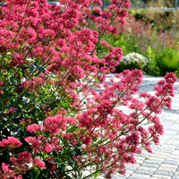 Rotblühende Spornblume 'Coccineus' - Bakker