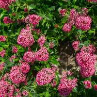 Centranthus ruber coccineus - Rotblühende Spornblume 'Coccineus' - Stauden