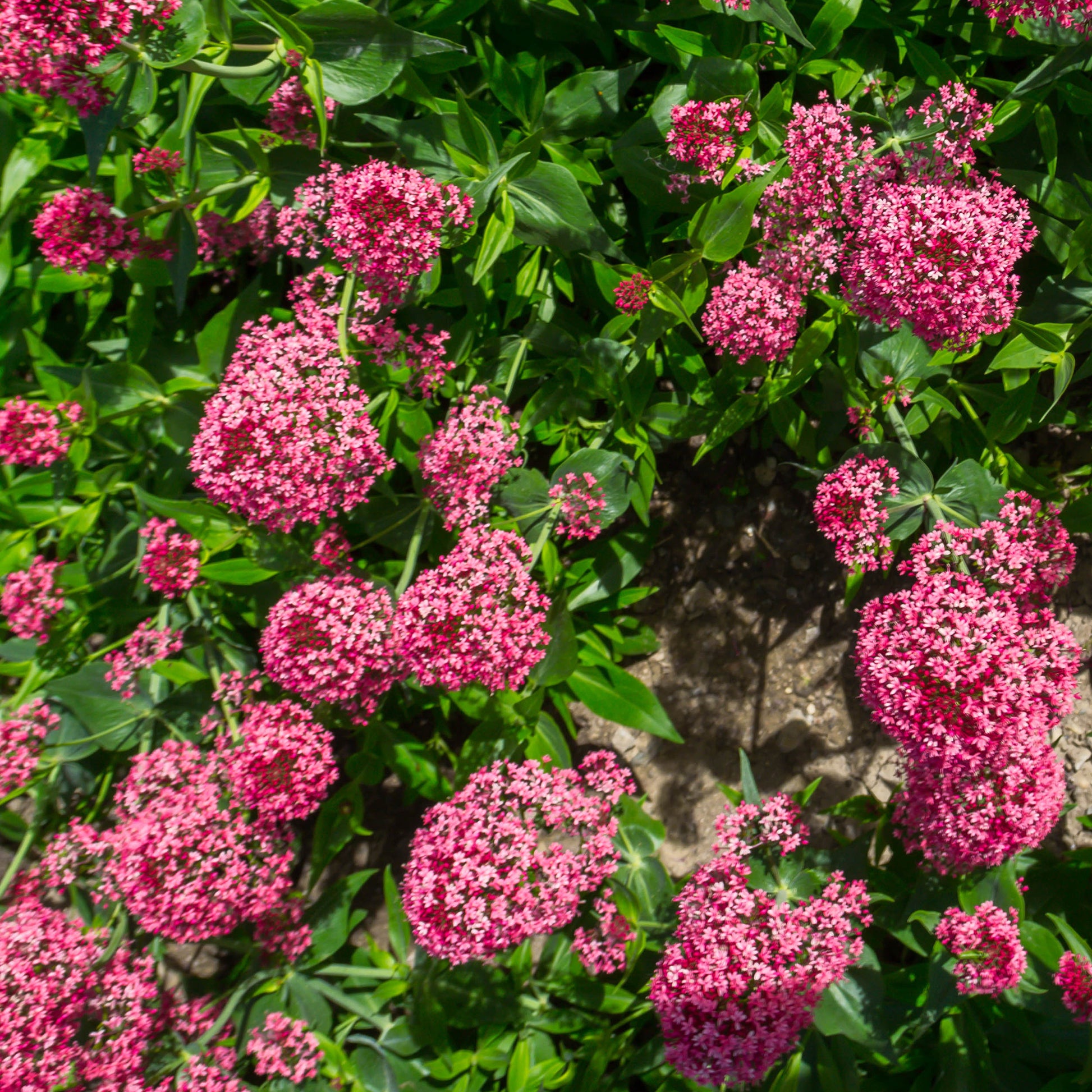 Centranthus ruber coccineus - Rotblühende Spornblume 'Coccineus' - Stauden