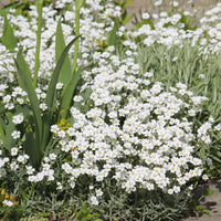 Biebersteins Hornkraut - Cerastium biebersteinii - Bakker