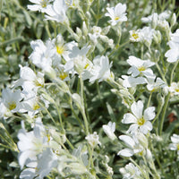 Stauden - Biebersteins Hornkraut - Cerastium biebersteinii