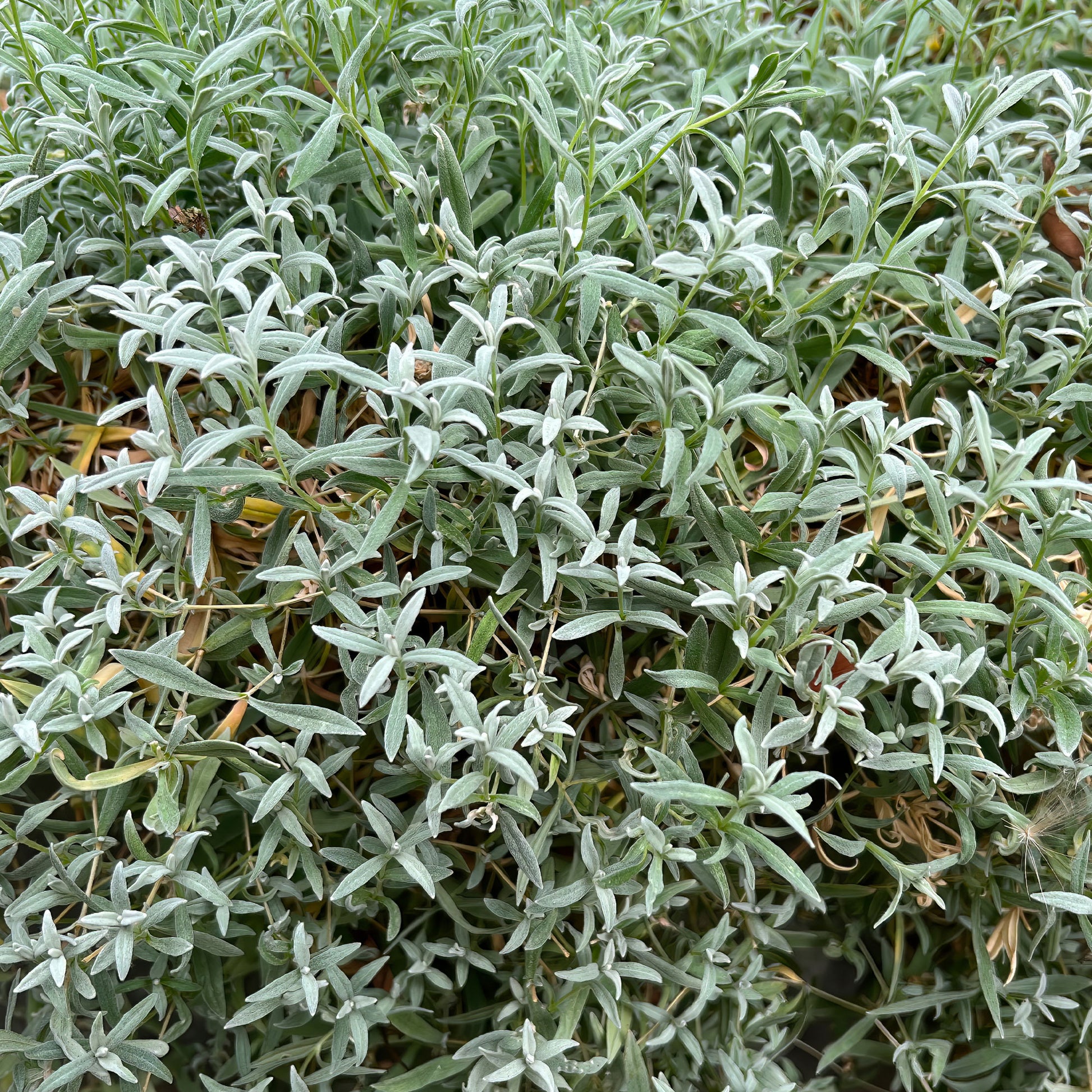 Cerastium biebersteinii - Biebersteins Hornkraut - Stauden