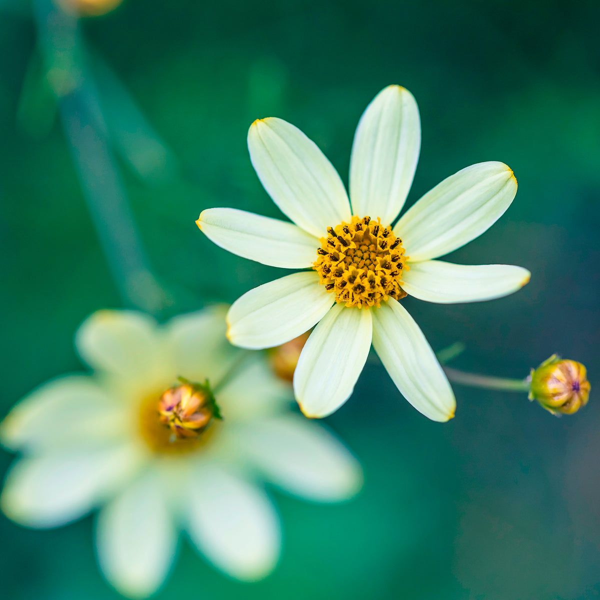 Netzblatt Schönauge Moonbeam - Coreopsis verticillata Moonbeam - Bakker