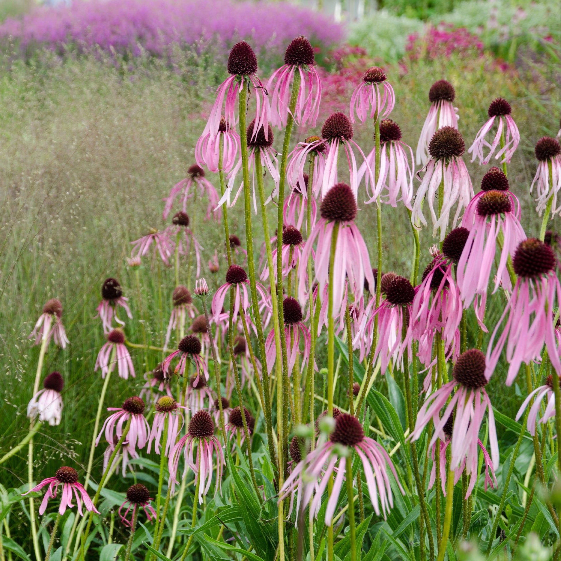 Echinacea pallida - Blasser Sonnenhut - Stauden