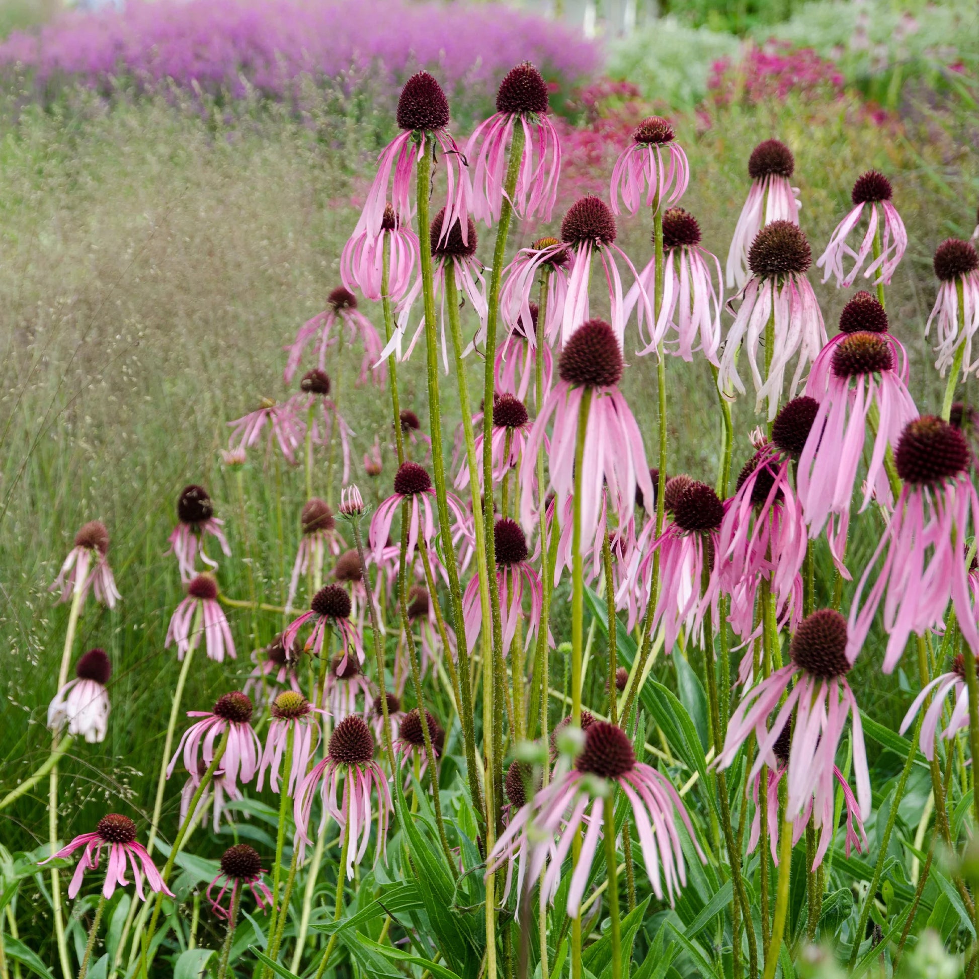 Verkauf 5 Stauden für ein sonniges Beet - Deschampsia cespitosa, Gaura lindheimeri, Nepeta faassenii, Perovskia atriplicifolia, Echinacea pallida                