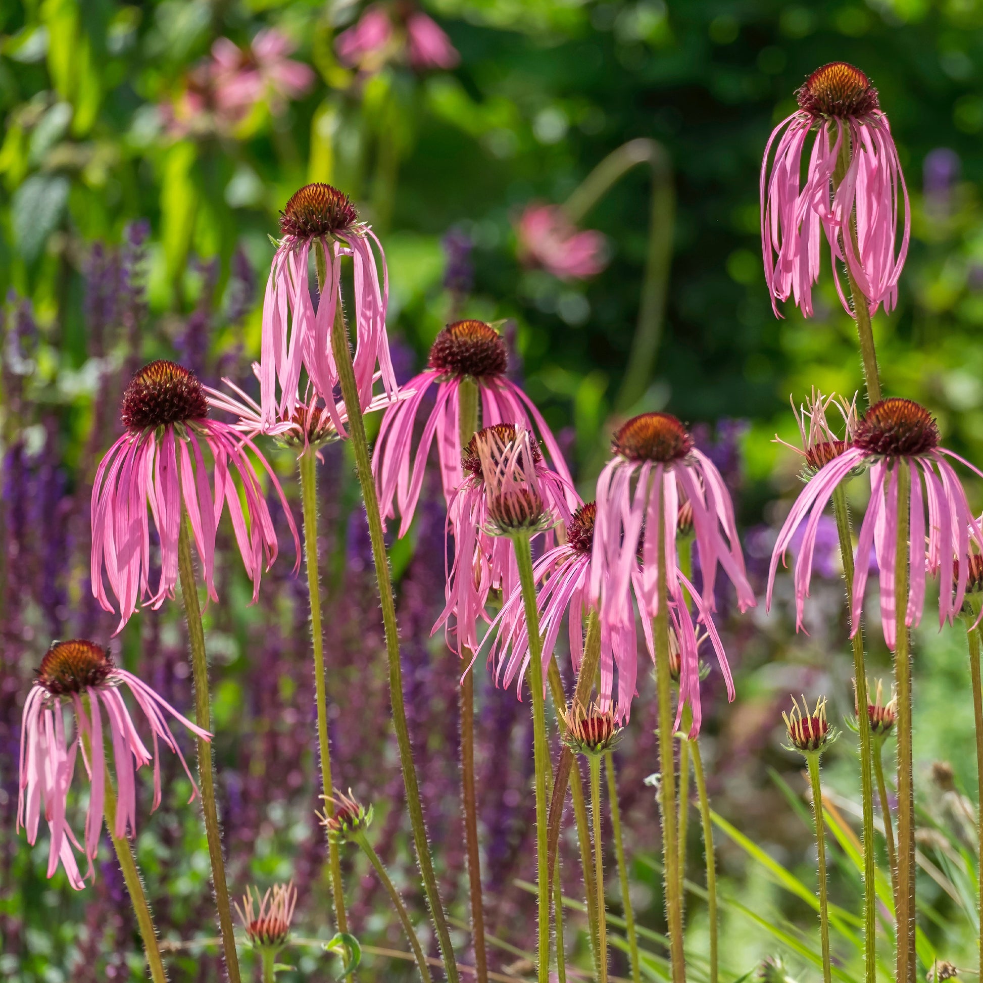 Blasser Sonnenhut - Echinacea pallida - Bakker