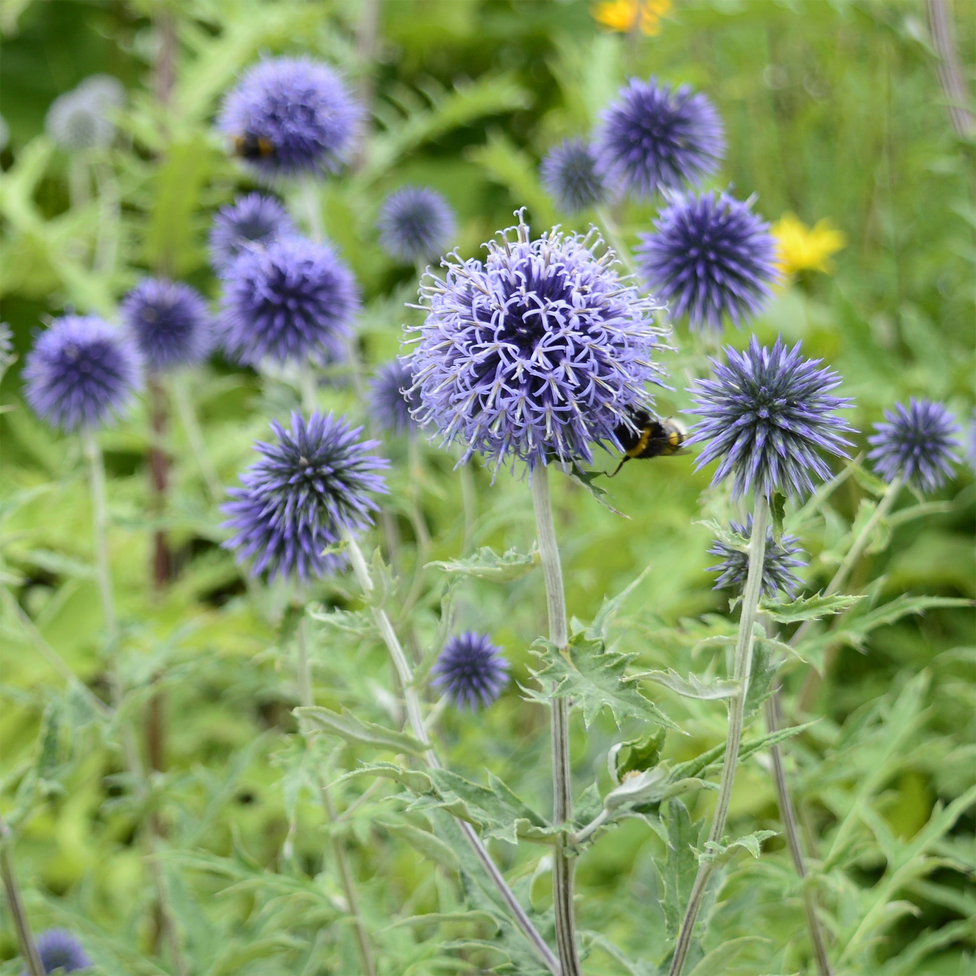 Kugeldistel - Echinops ritro - Bakker