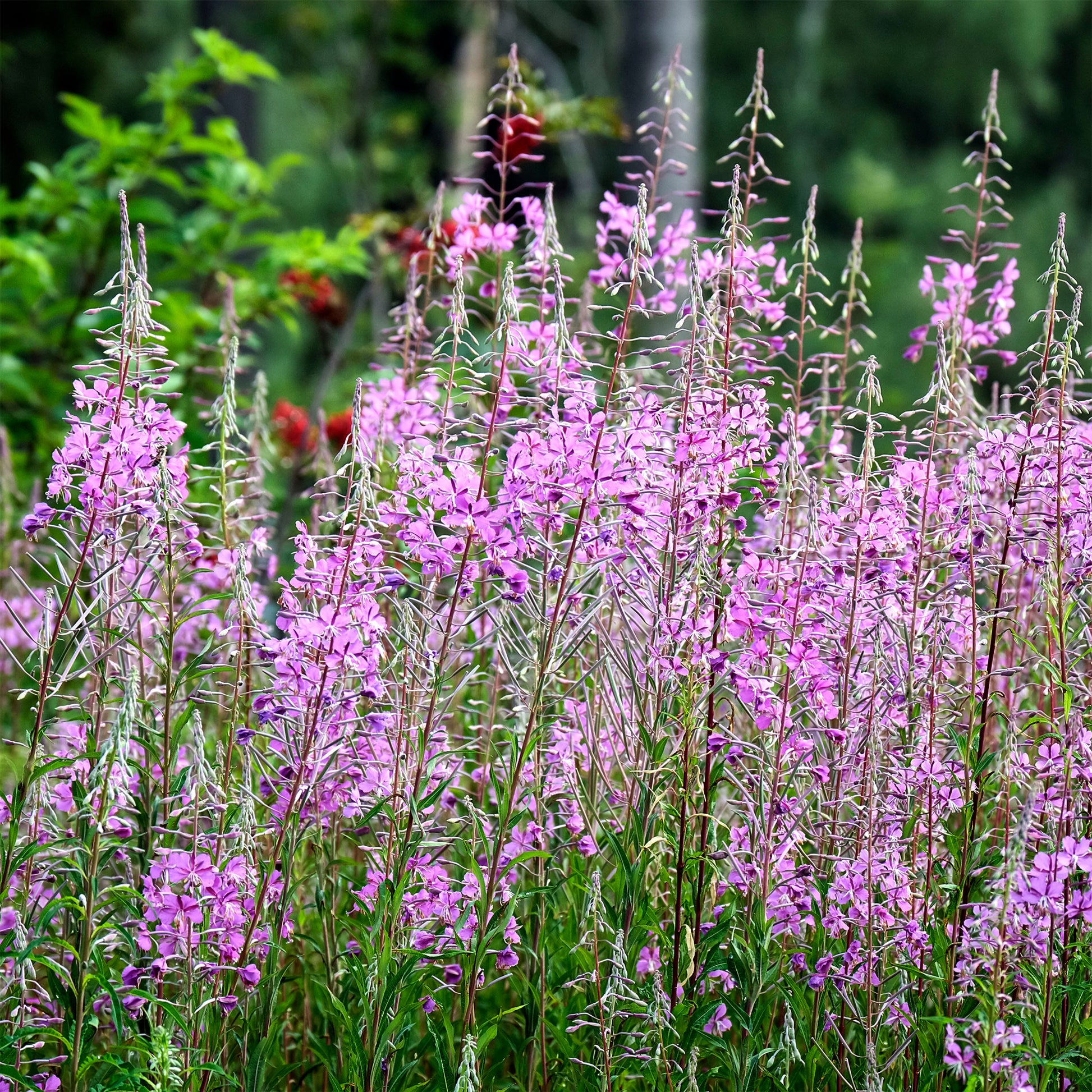 Epilobium angustifolium - Schmalblättriges Weidenröschen - Stauden