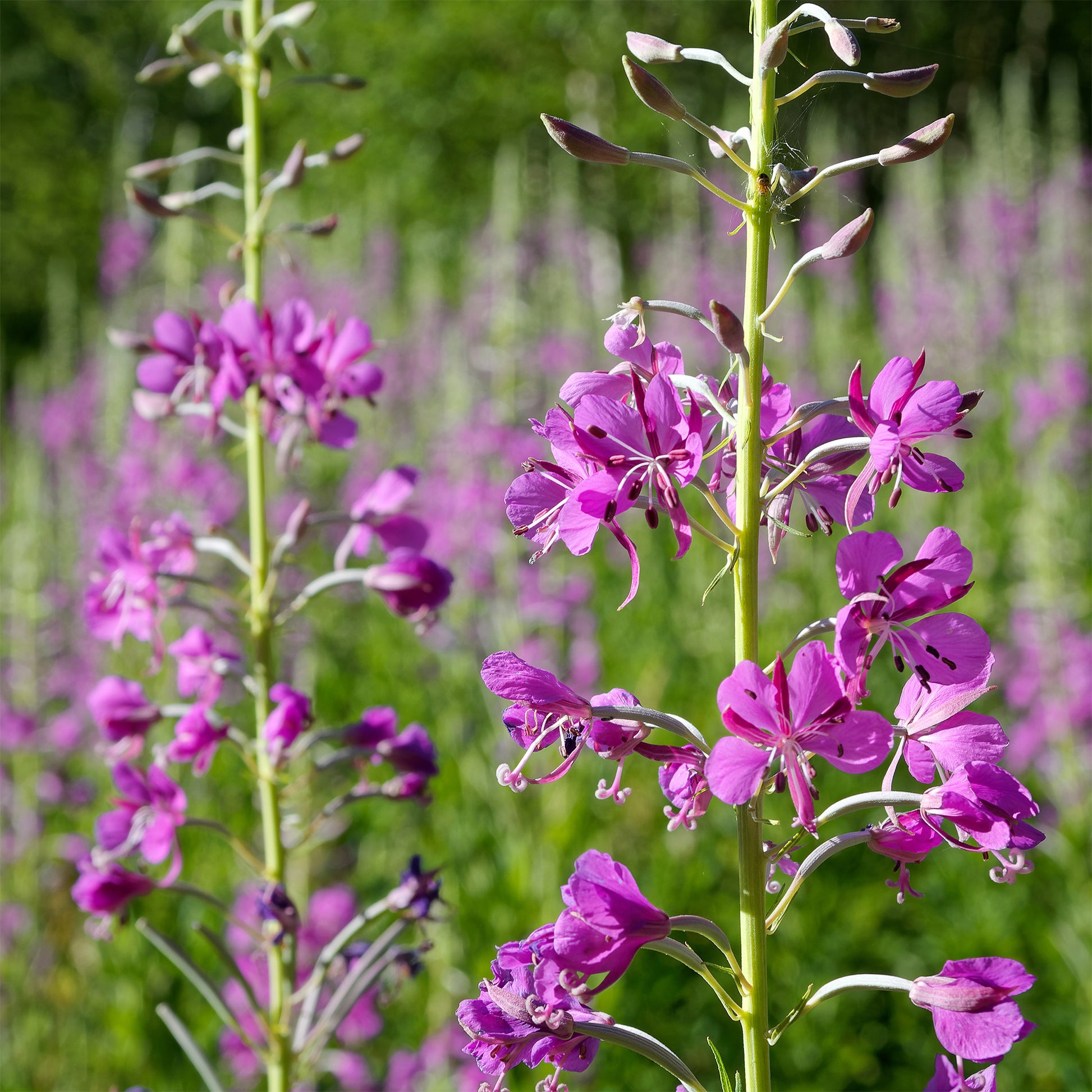 Schmalblättriges Weidenröschen - Epilobium angustifolium - Bakker
