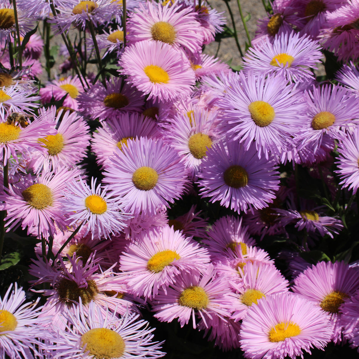 Erigeron speciosus Rosa Jewel - Spanisches Gänseblümchen ‘Rosa Jewel’ - Erigeron