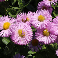 Spanisches Gänseblümchen ‘Rosa Jewel’ - Bakker