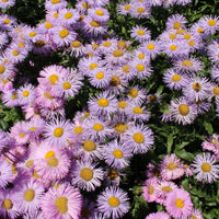 Spanisches Gänseblümchen ‘Rosa Jewel’ - Erigeron speciosus Rosa Jewel - Bakker