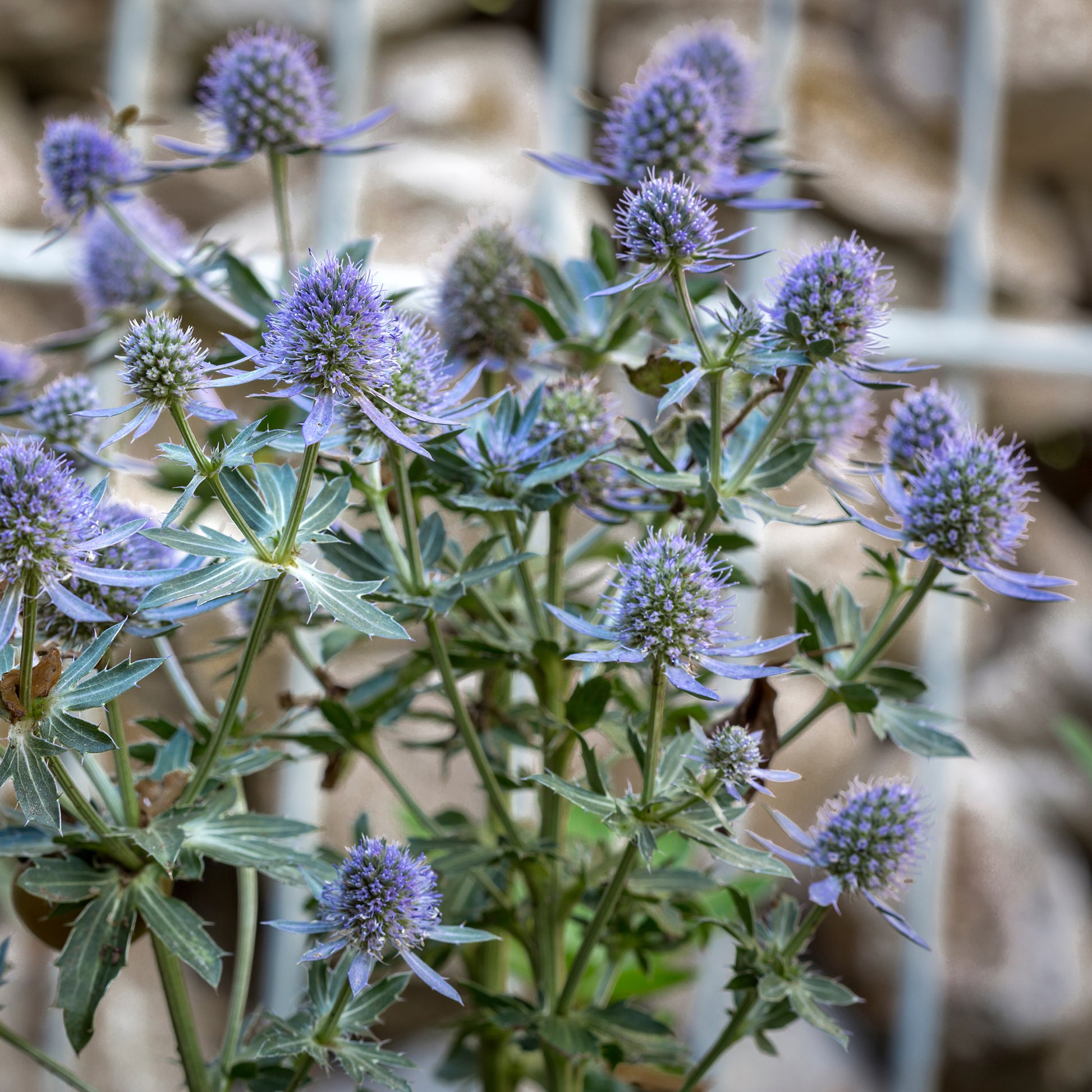 Mannstreu 'Blauer Zwerg' - Bakker