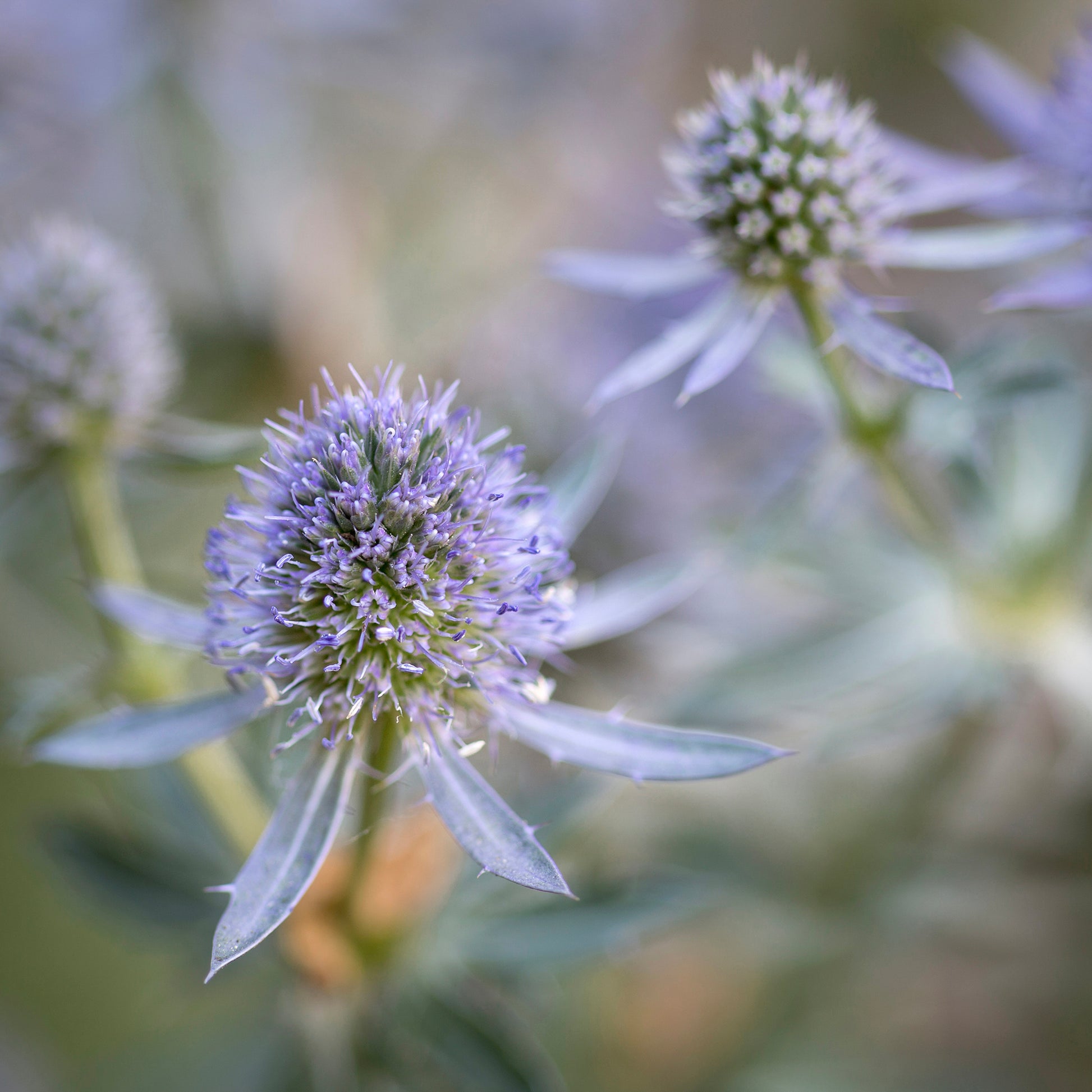 Mannstreu 'Blauer Zwerg' - Eryngium planum Blauer Zwerg - Bakker