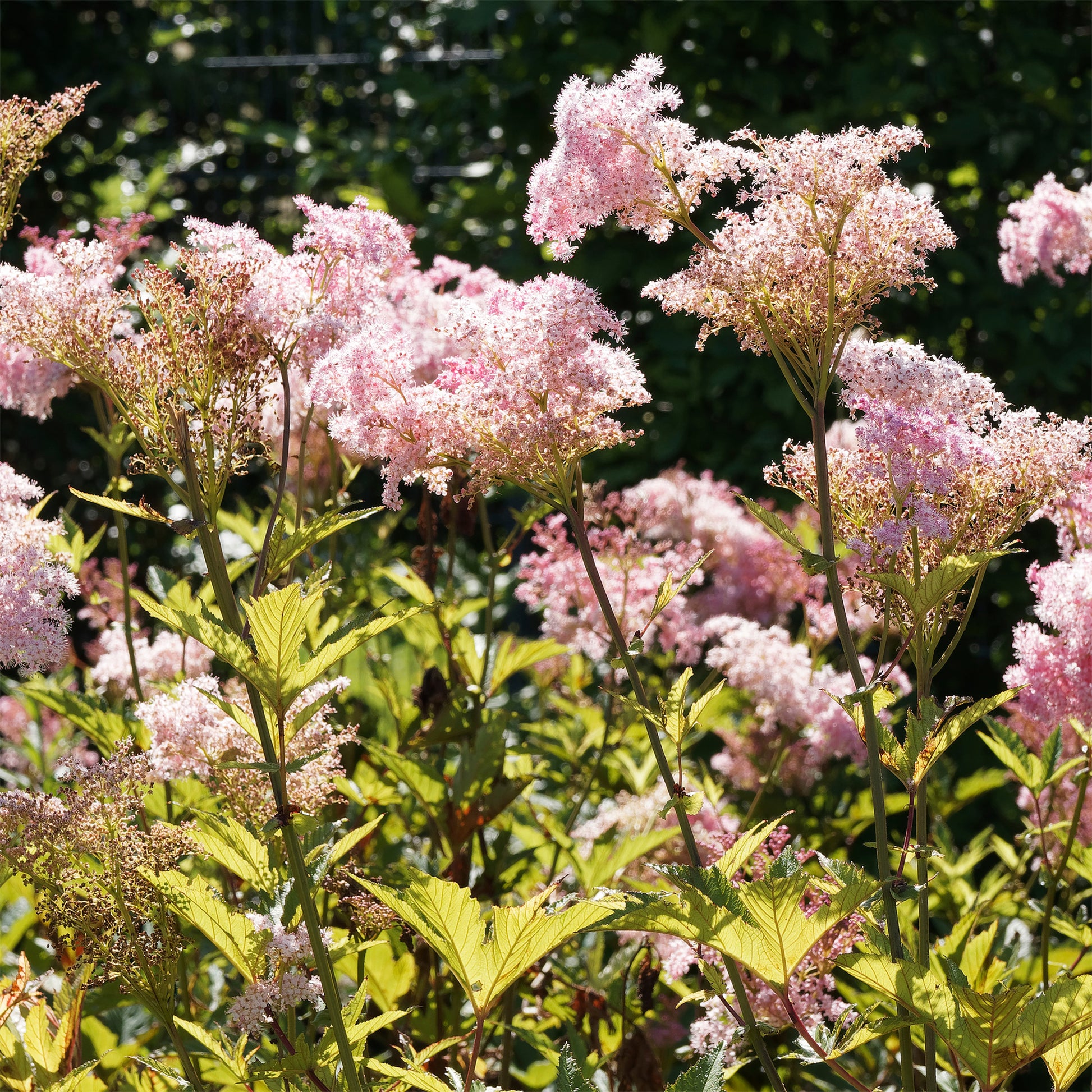 Filipendula rubra venusta - Rote Spiere 'Venusta' - Stauden