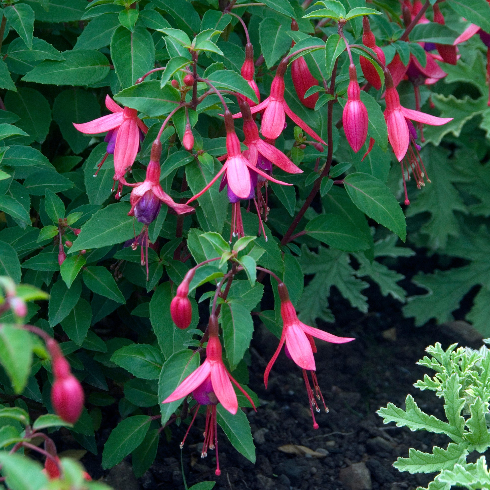 Fuchsie ‘Tom Thumb’ - Bakker