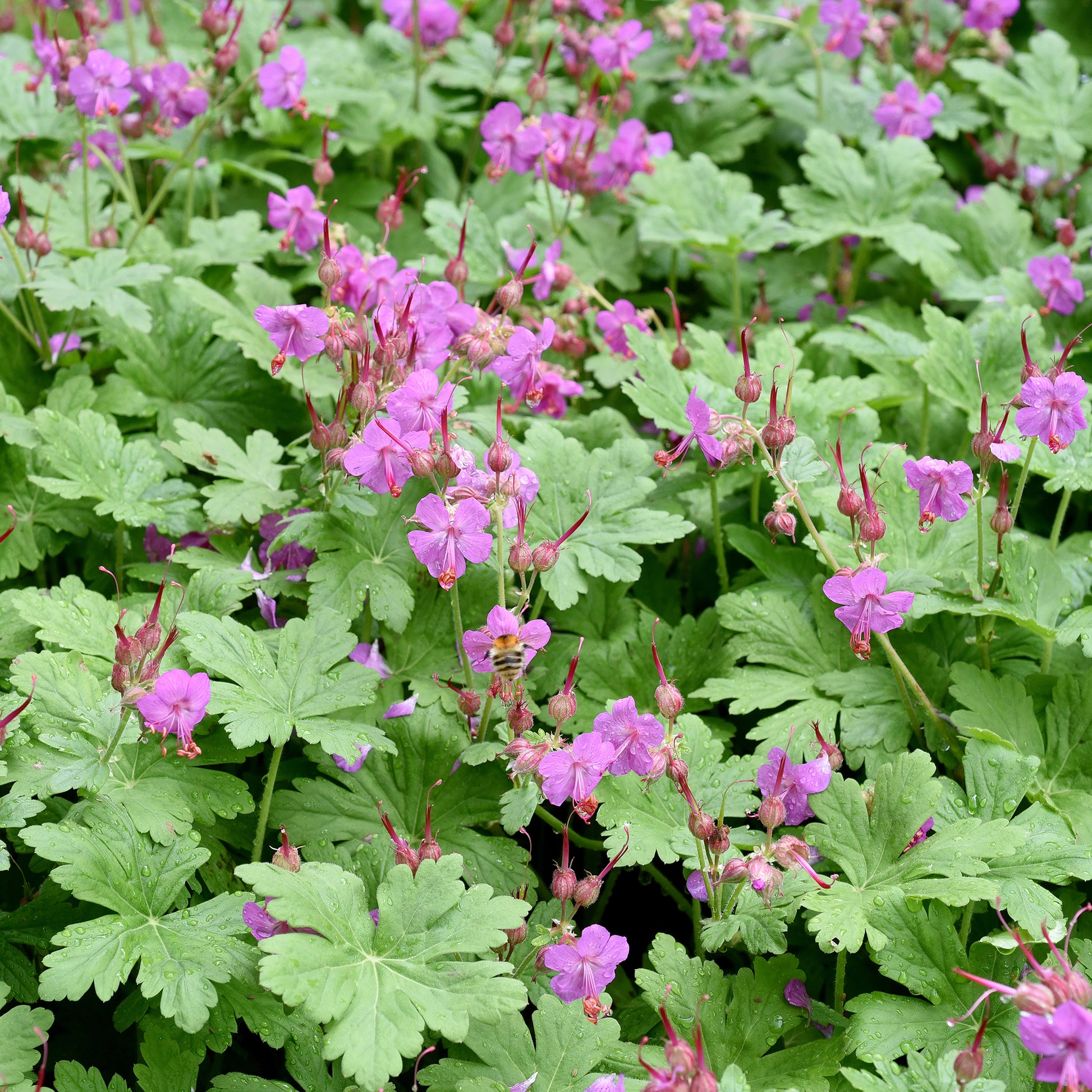 Geranium macrorrhizum - Balkan-Storchschnabel - Geranien