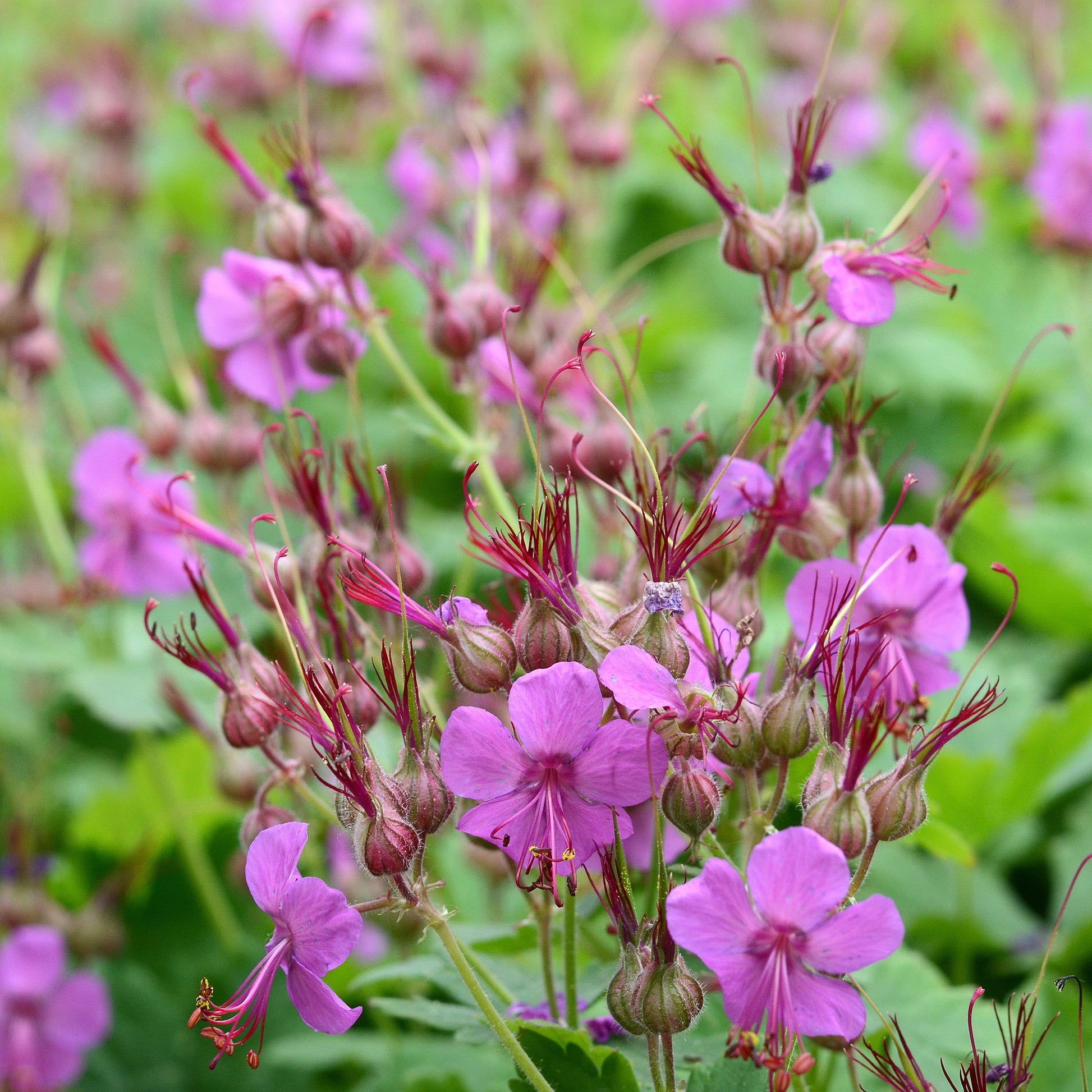 Balkan-Storchschnabel - Geranium macrorrhizum - Bakker