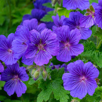 Storchschnabel ‘Rosemoor’ - Geranium x magnificum Rosemoor - Bakker