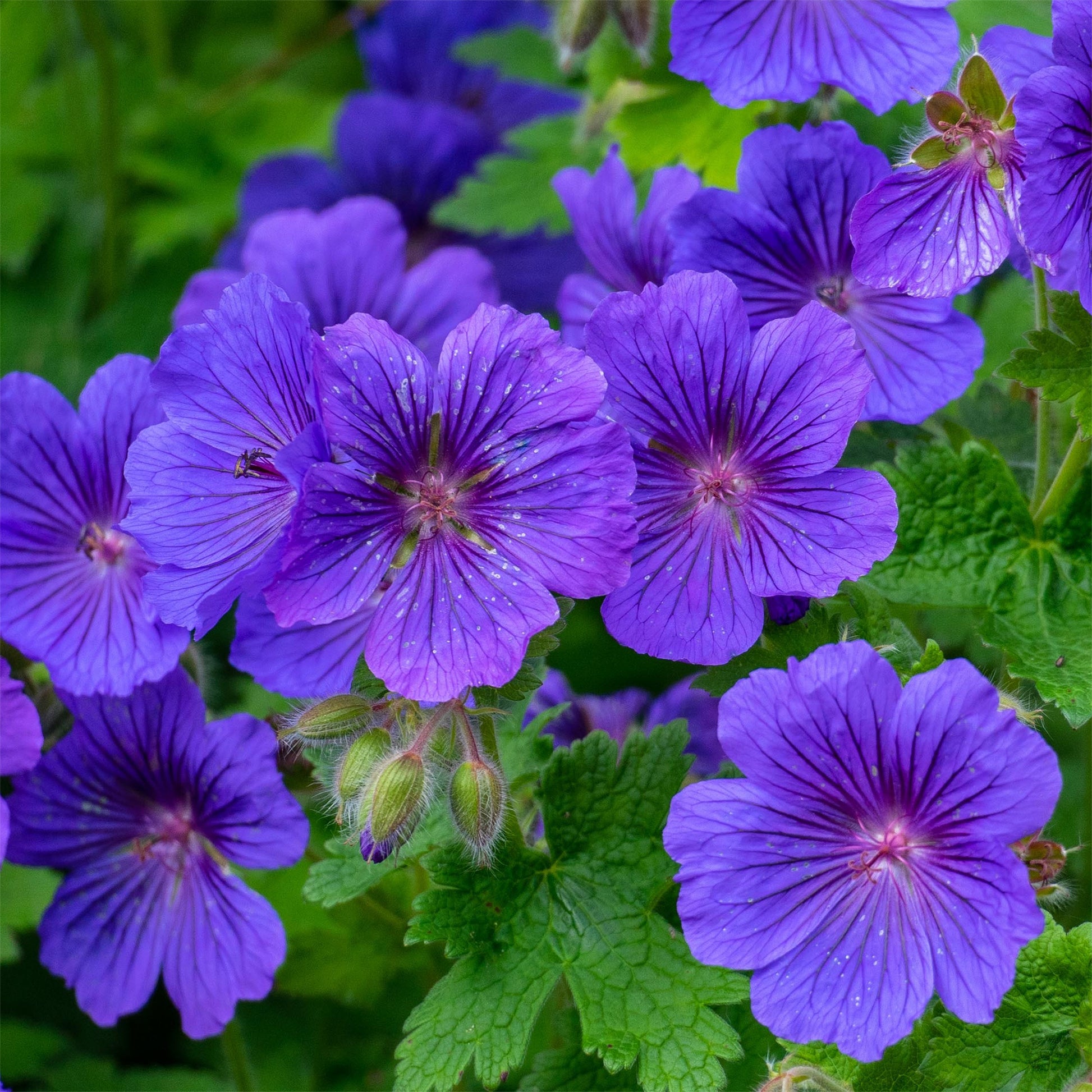 Storchschnabel ‘Rosemoor’ - Geranium x magnificum Rosemoor - Bakker