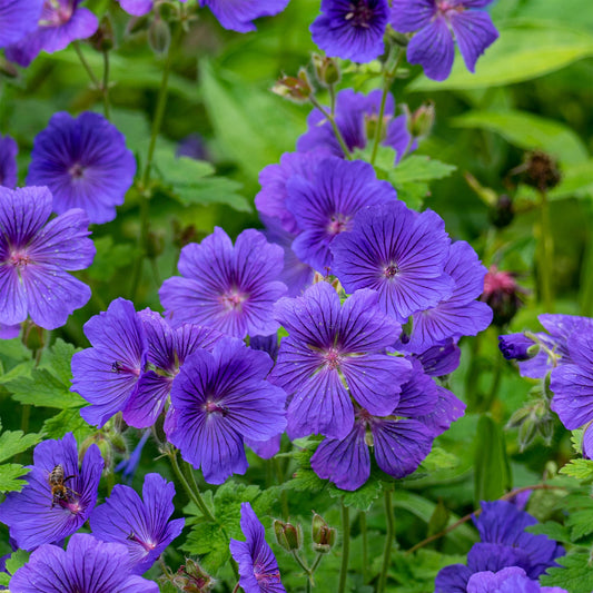Storchschnabel ‘Rosemoor’ - Bakker