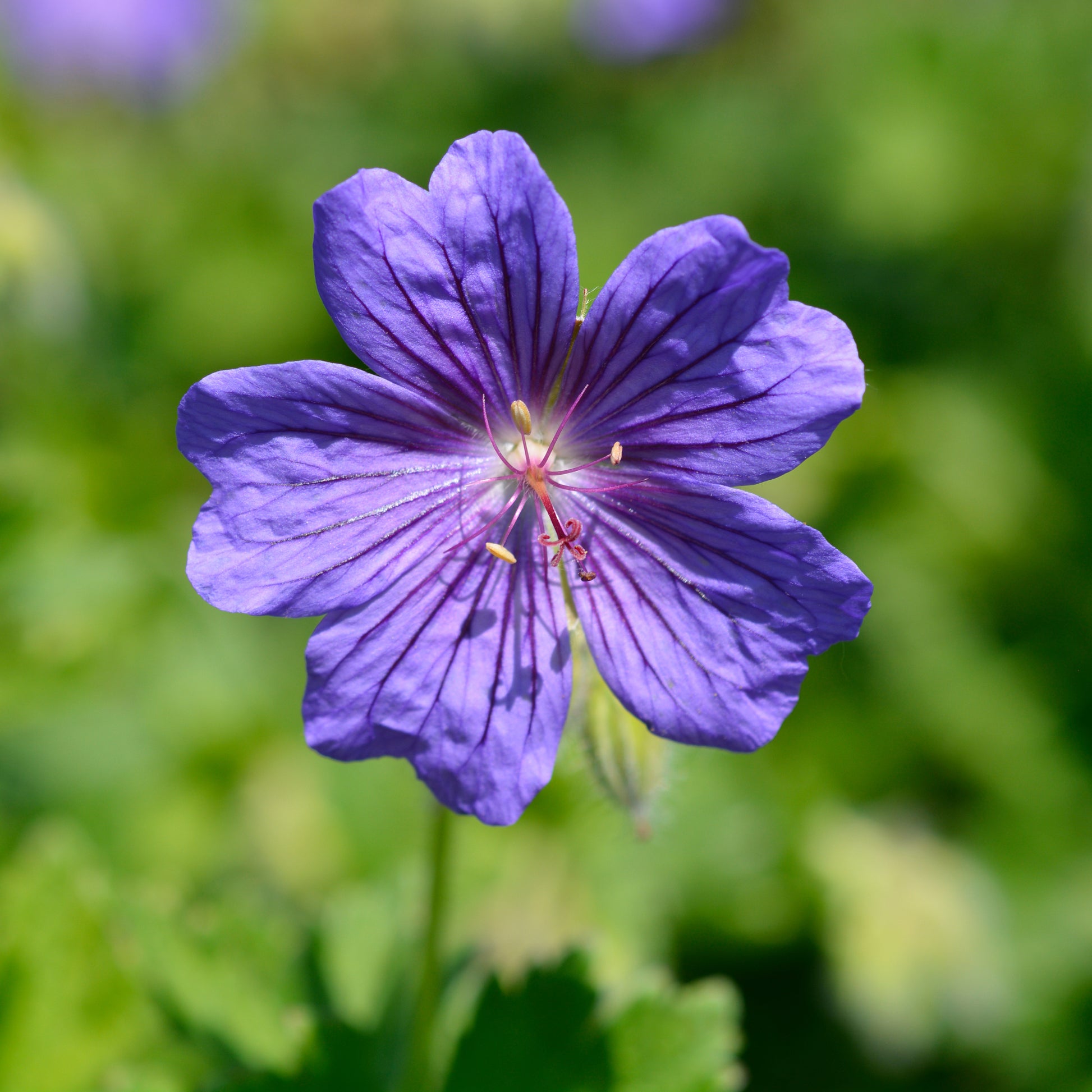Geranium x magnificum Rosemoor - Storchschnabel ‘Rosemoor’ - Geranien