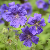 Verkauf Storchschnabel ‘Rosemoor’ - Geranium x magnificum Rosemoor