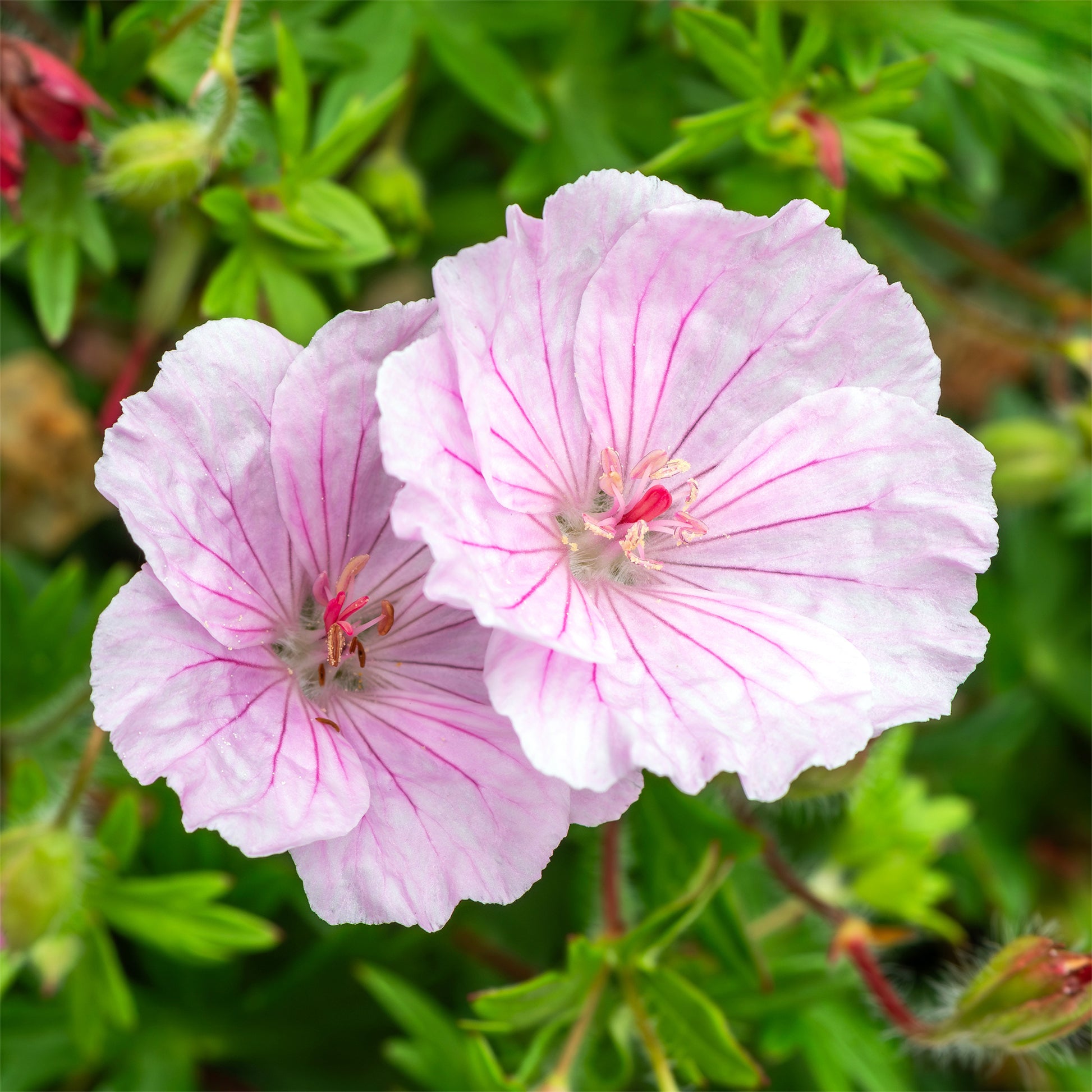 Geranium sanguineum striatum - Blut-Storchschnabel 'Striatum' - Geranien