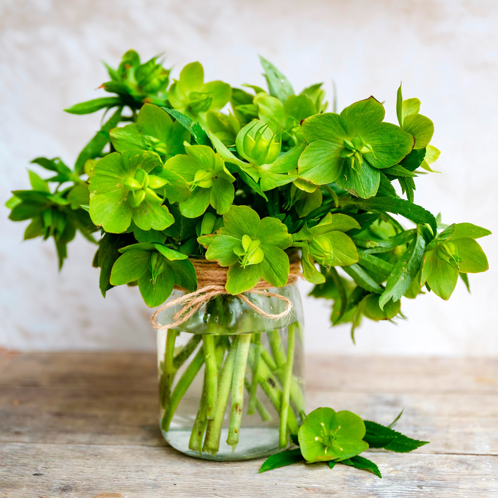 Korsische Nieswurz - Helleborus argutifolius - Bakker