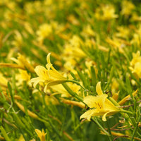 Hemerocallis citrina - Zitronen-Taglilie - Hemerocallis - Taglilie