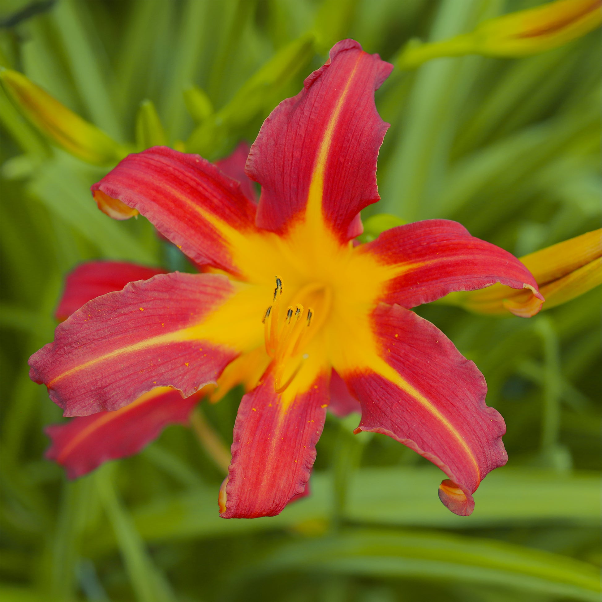 Taglilie ‘Autumn Red’ - Bakker