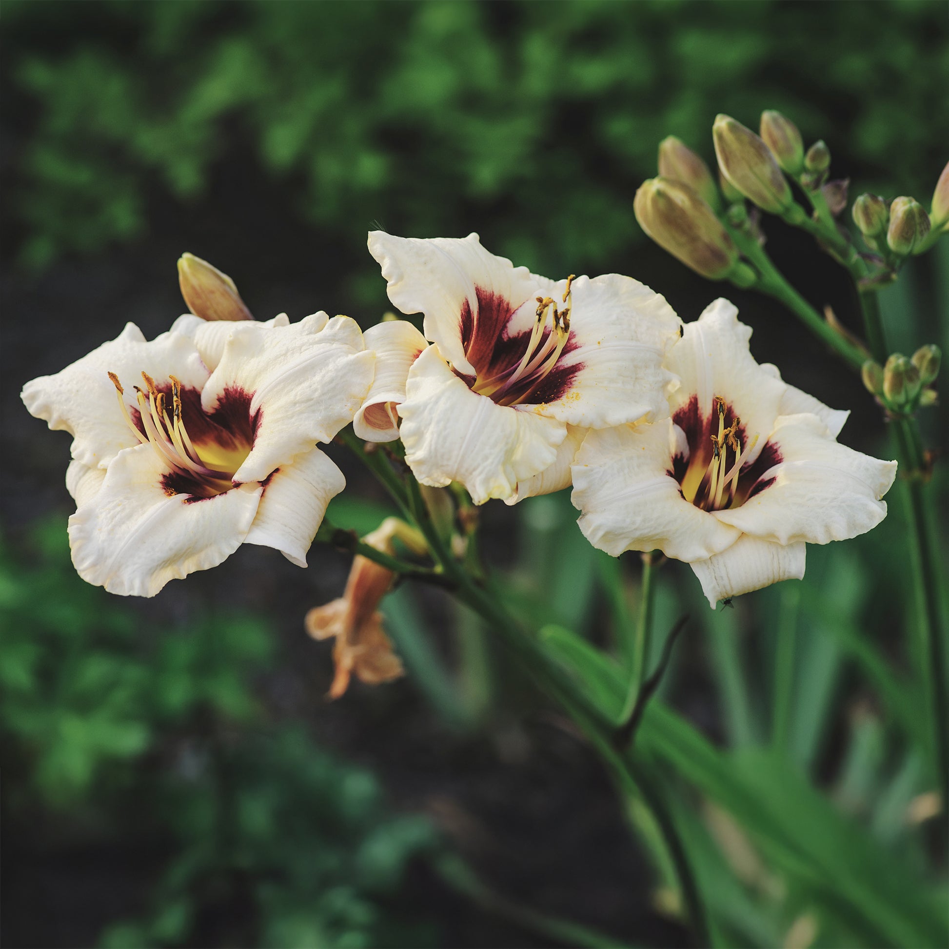 Taglilie ‘Snowy Eyes’ - Hemerocallis snowy eyes - Bakker