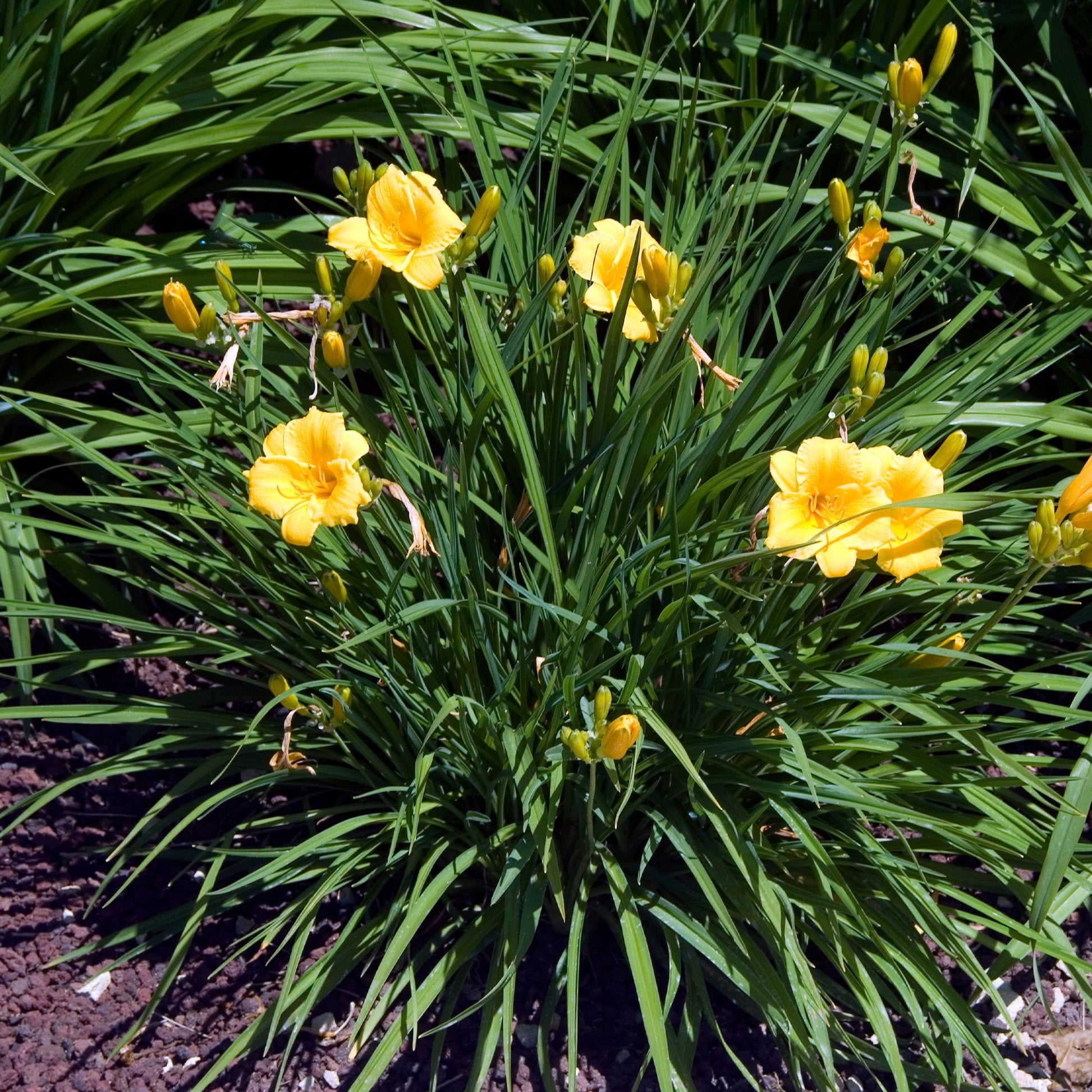 Hemerocallis - Taglilie - Taglilie ‘Stella de Oro’ - Hemerocallis Stella de Oro