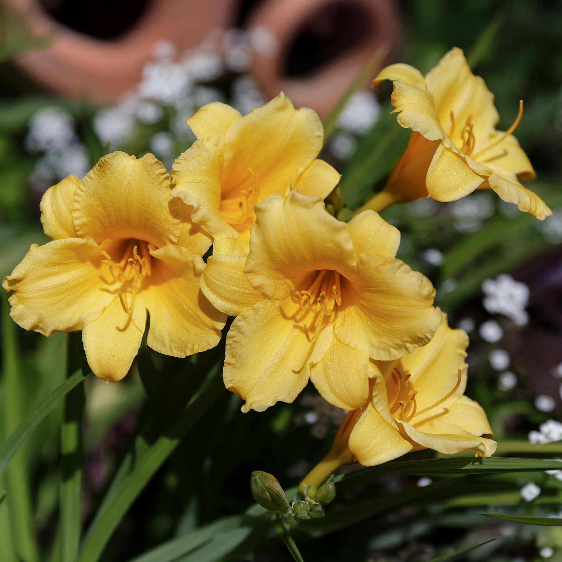 Hemerocallis Stella de Oro - Taglilie ‘Stella de Oro’ - Hemerocallis - Taglilie
