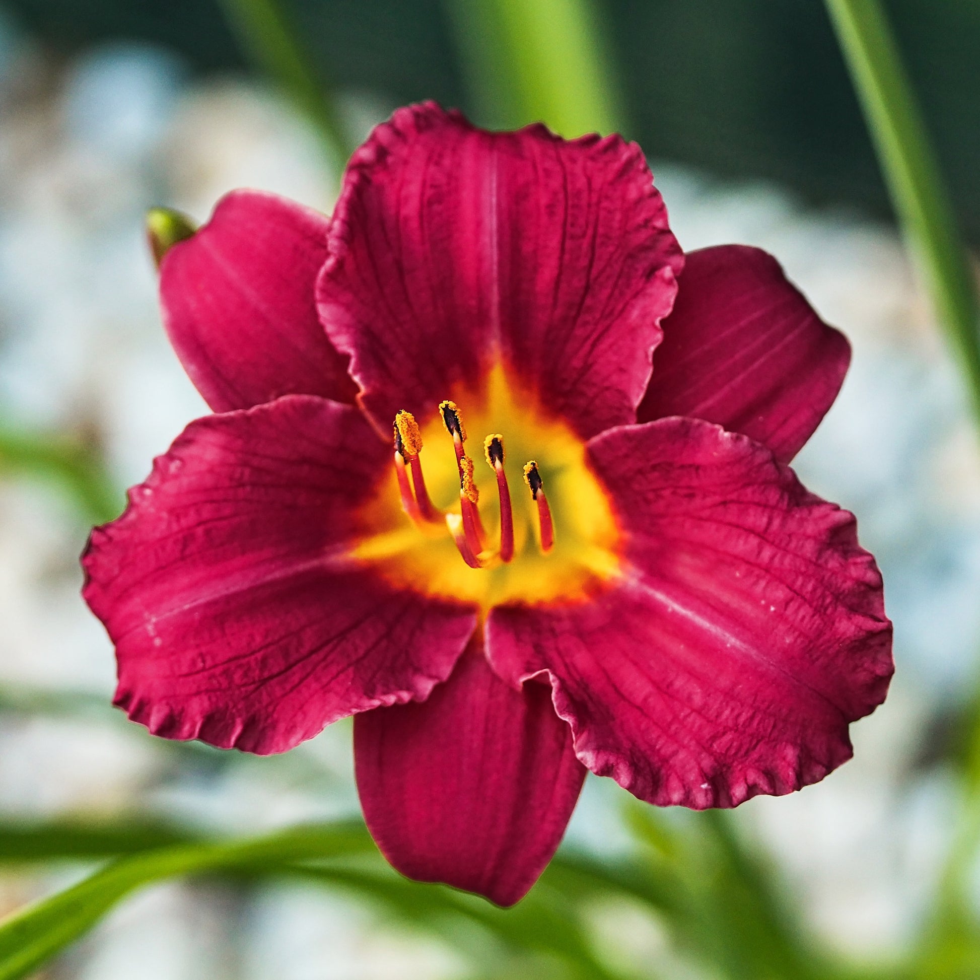 Taglilie ‘Pardon Me’ - Hemerocallis pardon me - Bakker