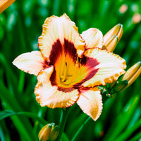 Taglilie 'Canadian Border Patrol' - Hemerocallis canadian border patrol - Bakker