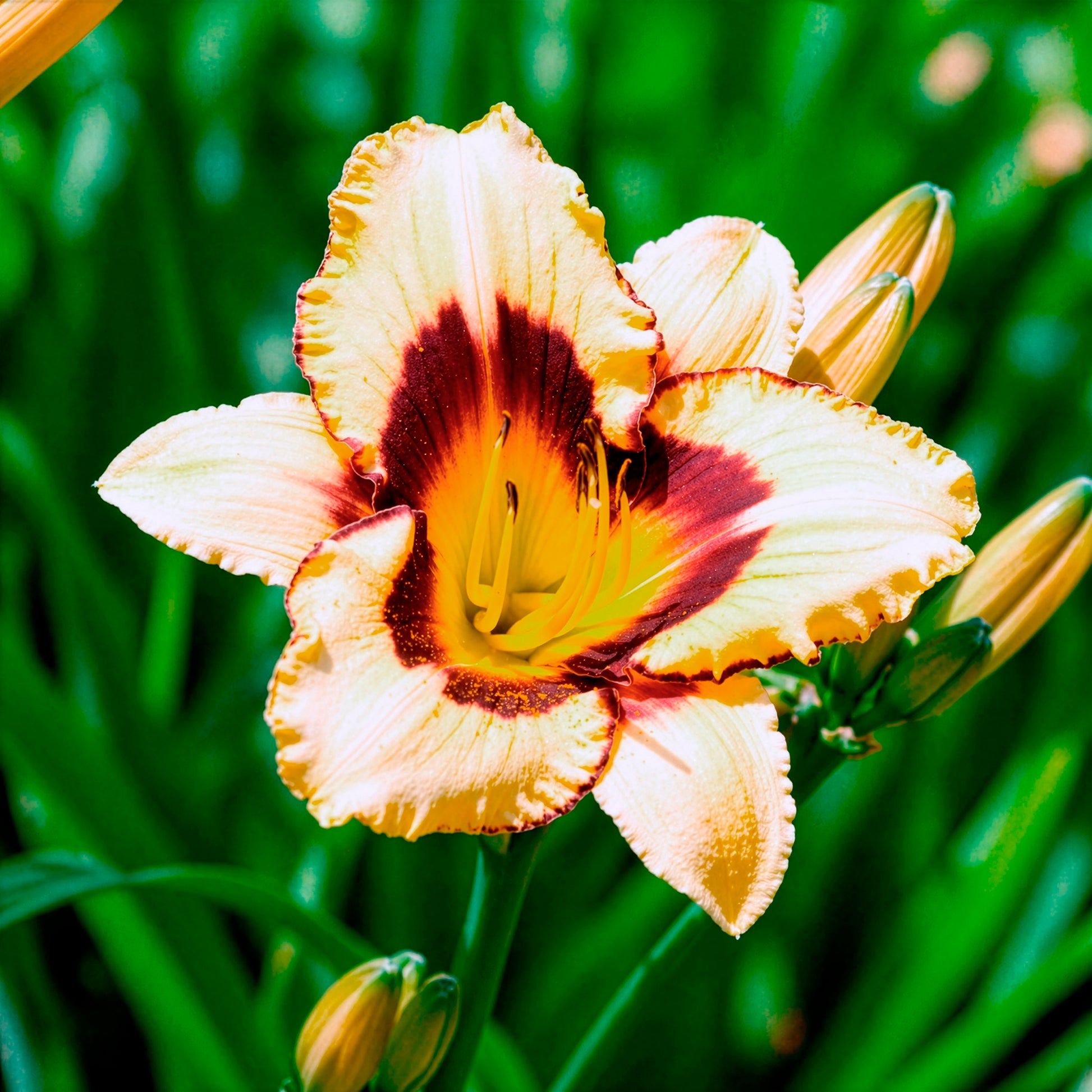 Taglilie 'Canadian Border Patrol' - Hemerocallis canadian border patrol - Bakker