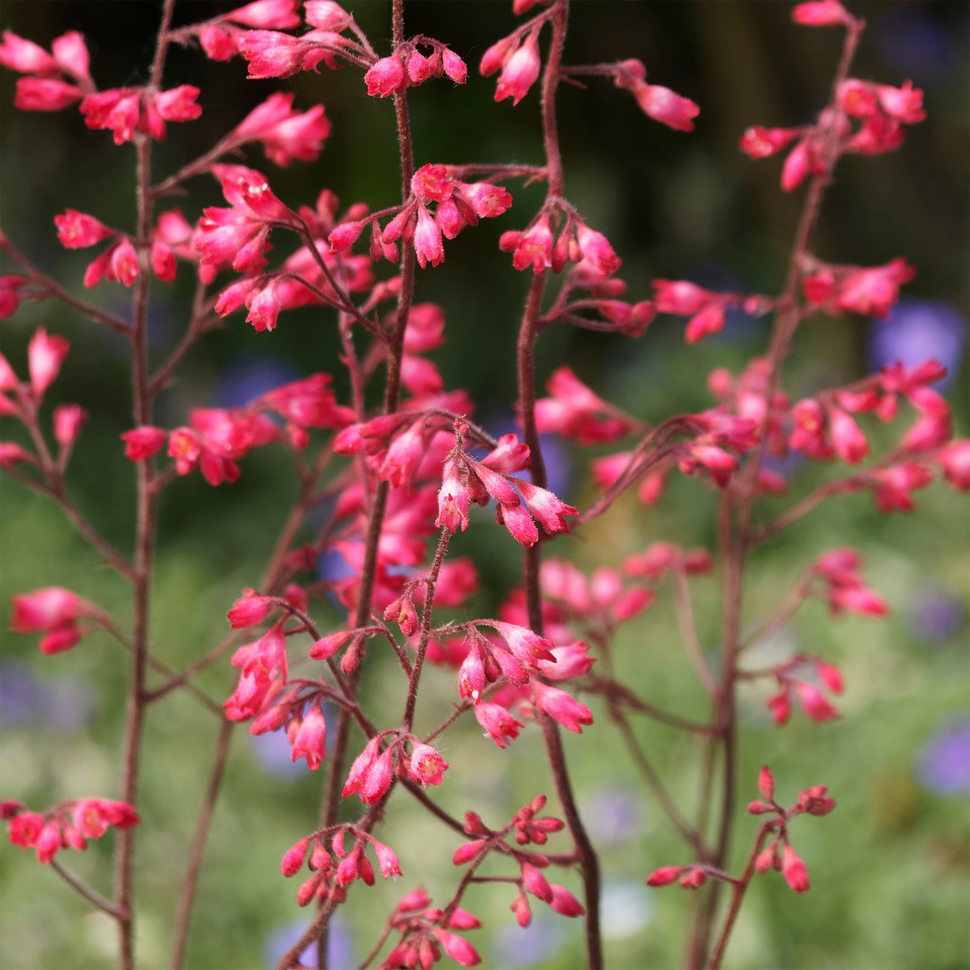 Heuchera - Purpurglöckchen - Purpurglöckchen ‘Pluie de Feu’ - Heuchera pluie de feu