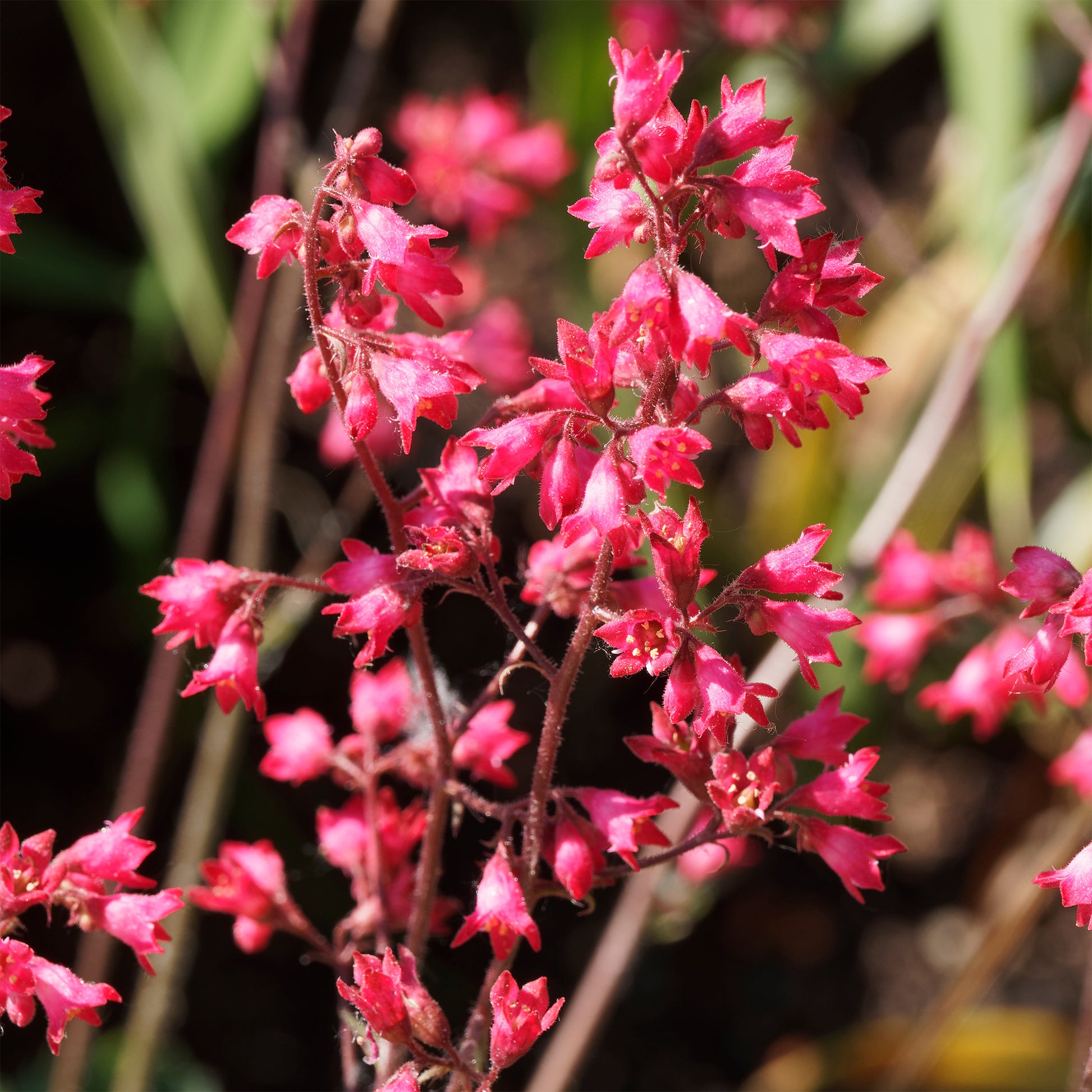 Purpurglöckchen ‘Pluie de Feu’ - Heuchera pluie de feu - Bakker