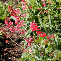 Heuchera pluie de feu - Purpurglöckchen ‘Pluie de Feu’ - Heuchera - Purpurglöckchen