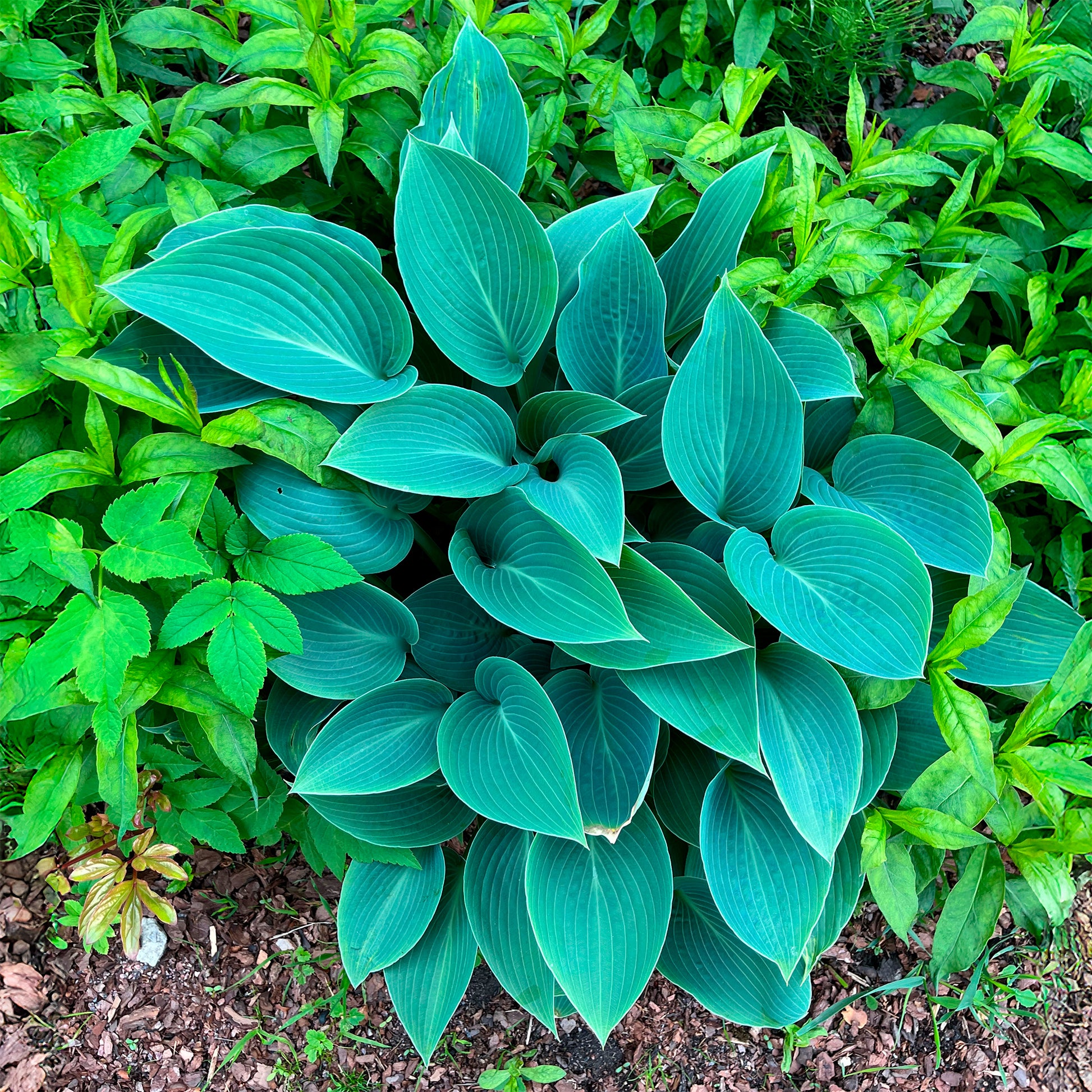 Verkauf Graublaue Funkie Halcyon