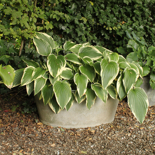 Hosta So Sweet Funkia - Hosta so sweet - Bakker