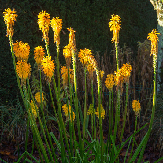 Fackellilie citrina - Bakker