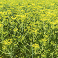 Gewöhnlicher Fenchel - Foeniculum vulgare - Bakker