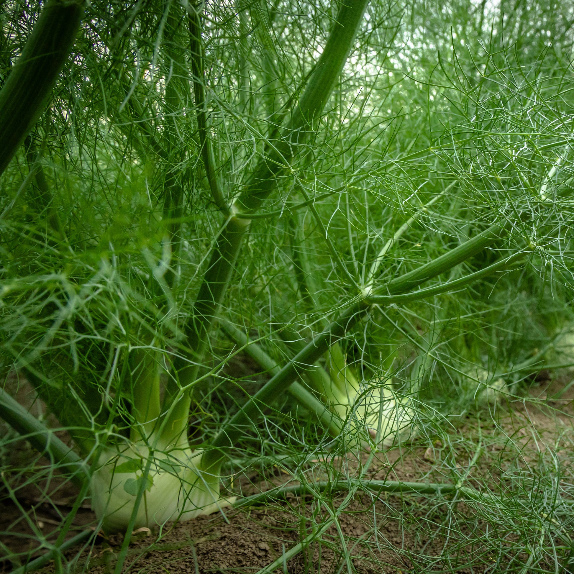 Gewöhnlicher Fenchel - Bakker