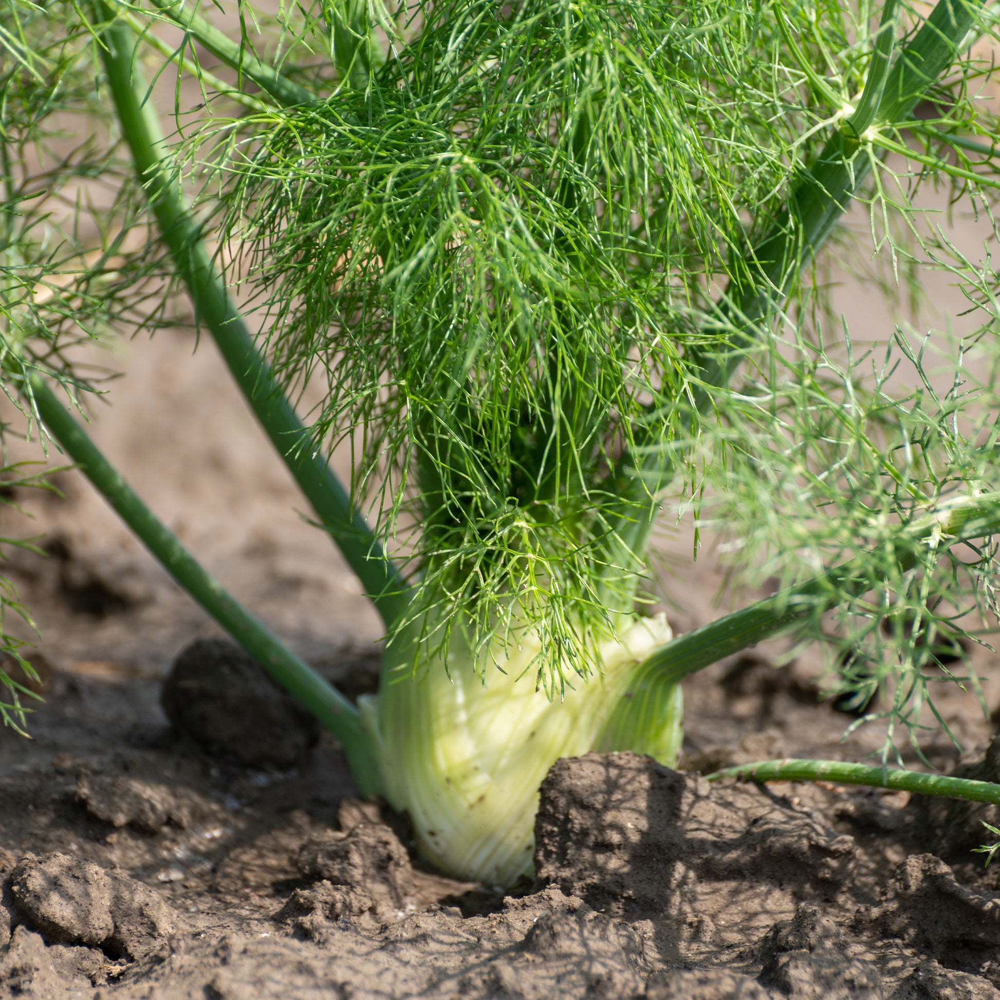 Foeniculum vulgare - Gewöhnlicher Fenchel - Gewürzkräuter
