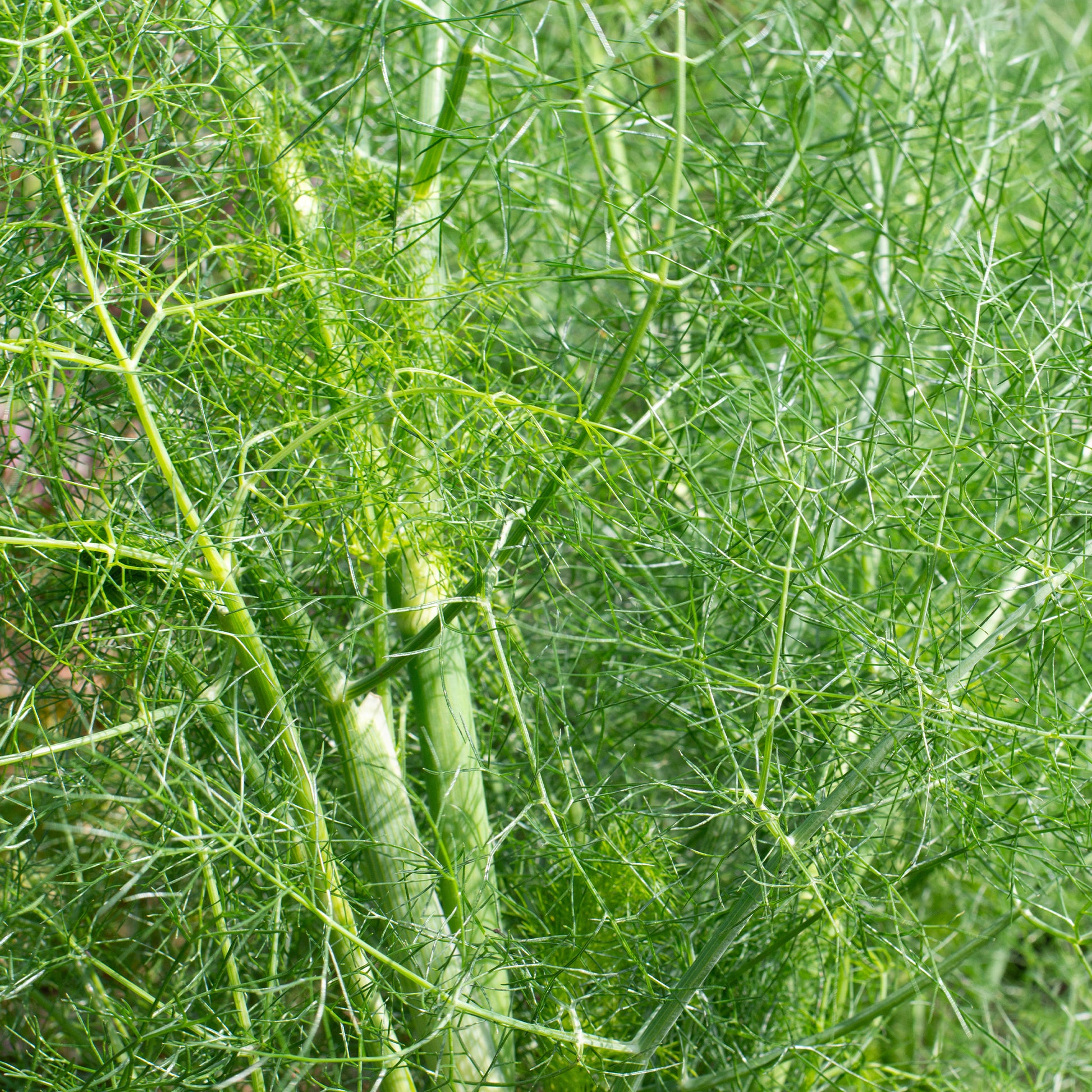 Gewürzkräuter - Gewöhnlicher Fenchel - Foeniculum vulgare