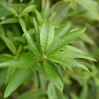 Aloysia citrodora - Zitronenverbene - Eisenkraut
