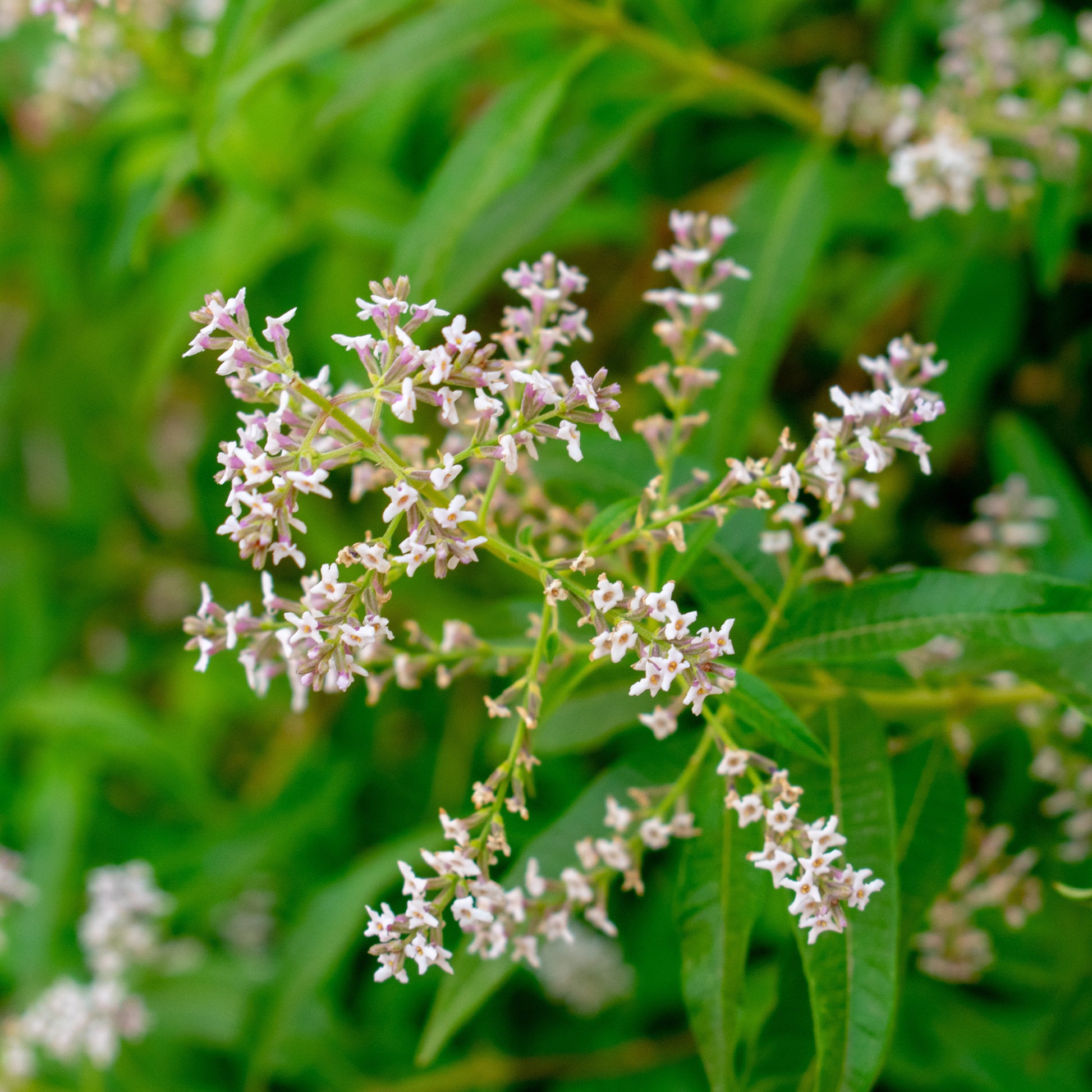 Eisenkraut - Zitronenverbene - Aloysia citrodora