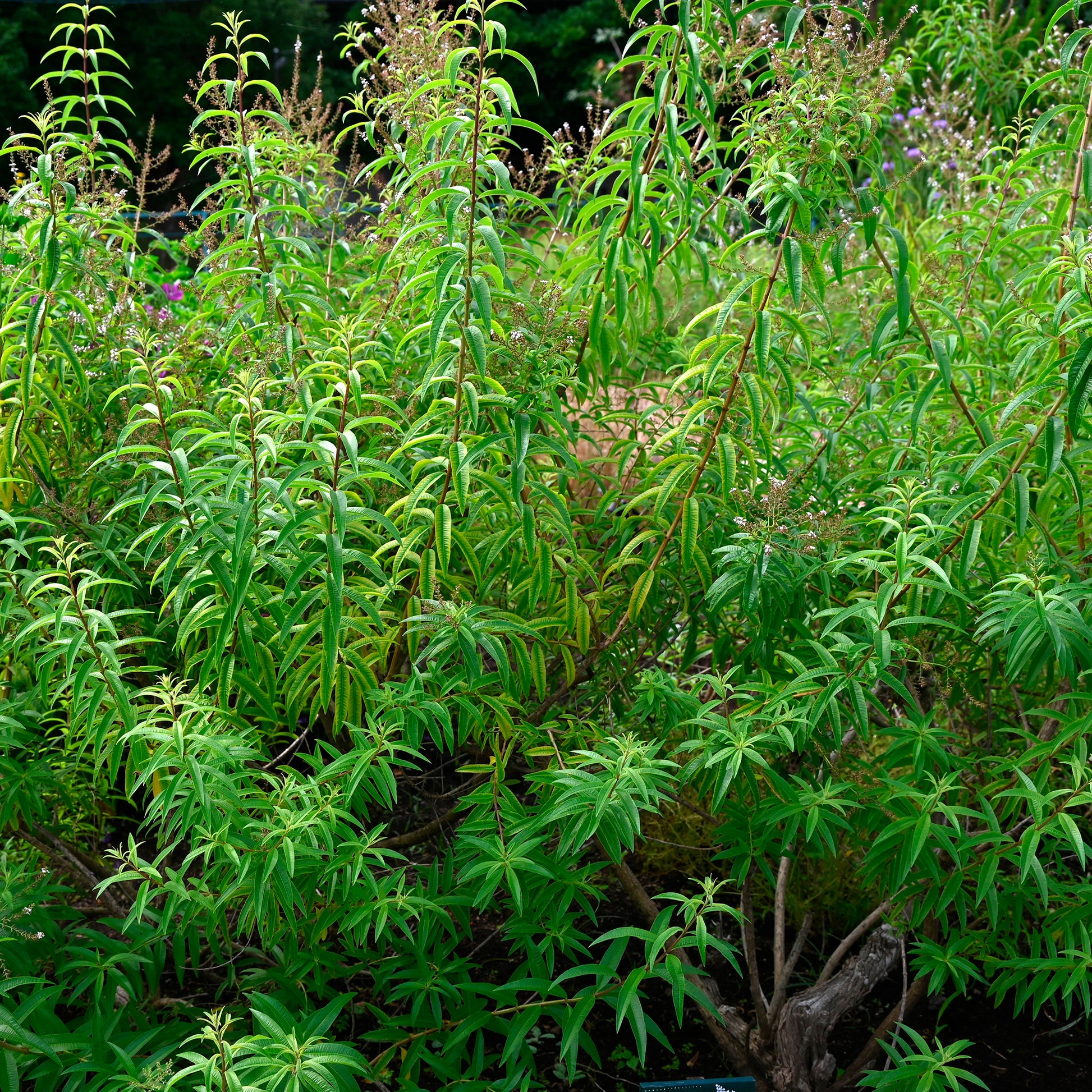 Zitronenverbene - Aloysia citrodora - Bakker